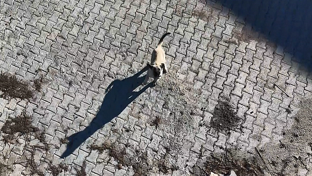 Elazığ'da yavru kangal ile dronun eğlenceli mücadelesi