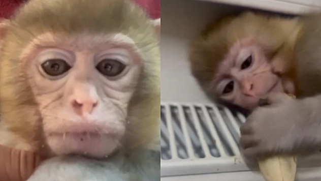 Elazığ'da yavru makak maymunu koruma altına alındı