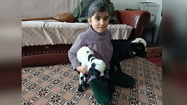 Elazığ'da yeni doğan kuzulara evde koruma