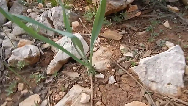 Elazığ'da yetişiyor: Bu bitki antibiyotiklere rakip!