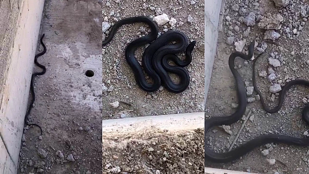 Elazığ'da Yılan Paniği!