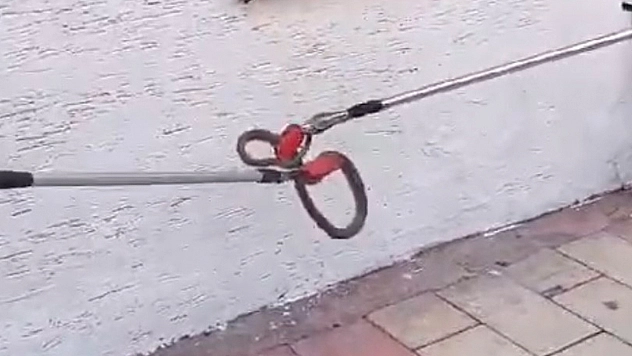 Elazığ'da Yılan Paniği