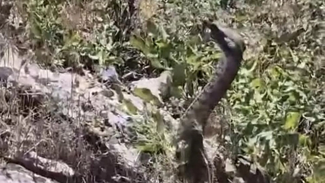 Elazığ'da yılan saldırısı!