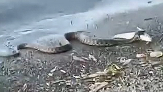 Elazığ'da yılanın balık avı kamerada