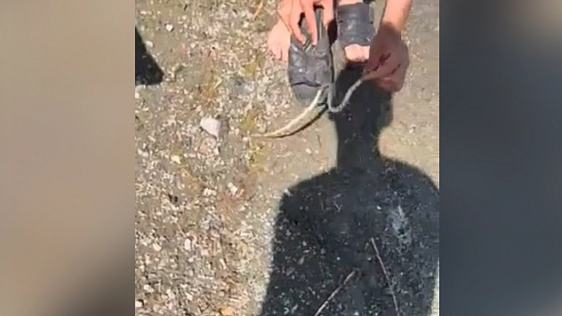 Elazığ'da yılanlı şaka