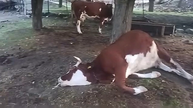 Elazığ'da yıldırım faciası: 2 inek telef oldu