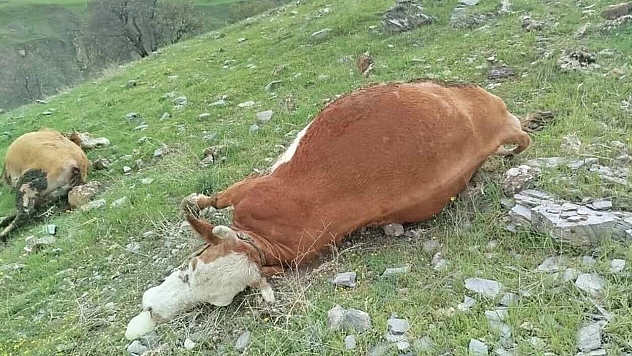 Elazığ'da yıldırımın çarptığı inekler telef oldu