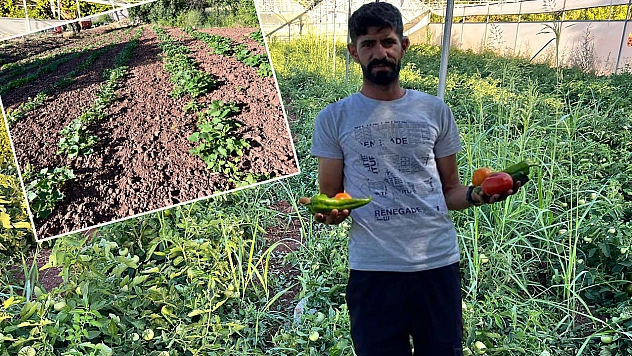 Elazığ'da Yılın İlk Mahsulü Toplandı, Satışa Hazır