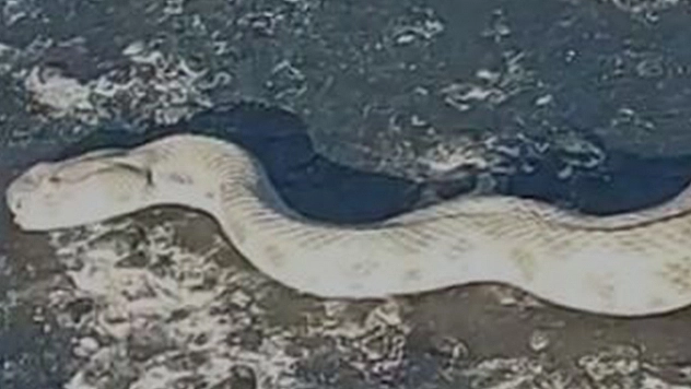 Elazığ'da yol üstünde dev engerek yılanı!