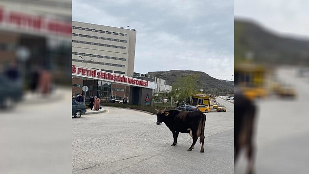 Elazığ'da yolunu kaybeden inek hastane önünü mesken tuttu