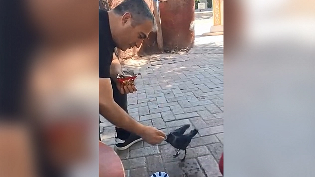 Elazığ'da yürek ısıtan an: Bitkin yavru kargaya kek ikramı