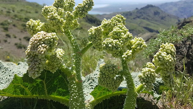 Elazığ'da zamanı geldi: Karaçor'dan sevenlerini heyecanlandıracak kareler