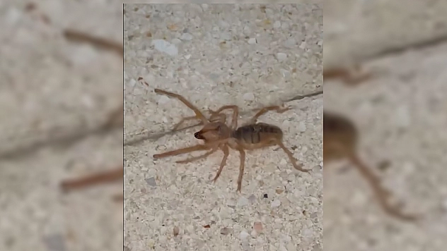 Elazığ'da zehirli etçil sarı kız örümceği görüntülendi