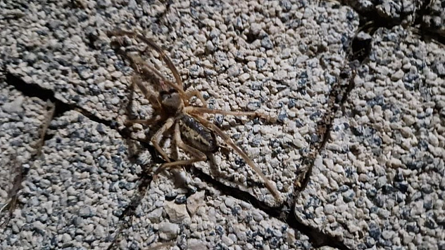 Elazığ'da zehirli etçil sarı kız örümceği görüldü