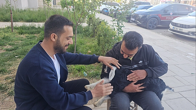 Elazığ'da 'Zeytin' isimli oğlak, mahallenin maskotu haline geldi