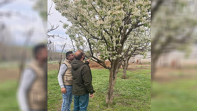 Elazığ'da zirai don sonrası hasar tespit çalışmaları sürüyor