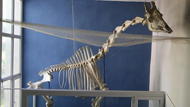 Elazığ'daki müze, Türkiye'de bir ilki sergiliyor!