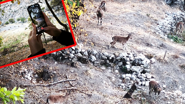 Elazığ'dan gelen ziyaretçiler Tunceli'de dağ keçilerini hayranlıkla izledi