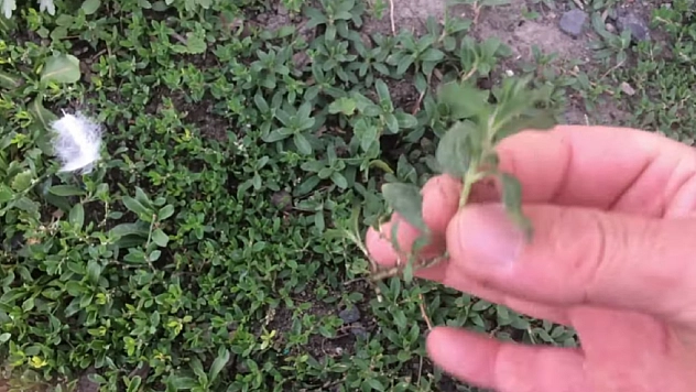 Elazığ'ın dağlarında kendiliğinden yetişiyor! Adeta şifa deposu: Marketlerde bulamazsınız