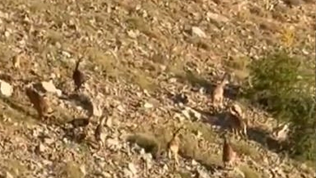 Elazığ'ın dağlarında sessiz misafirler: Dağ keçileri ortaya çıktı