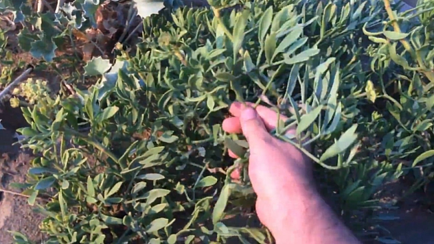 Elazığ'ın dağlarında yetişiyor: Elazığ'ın doğasında saklı bu ot, adeta şifa deposu!