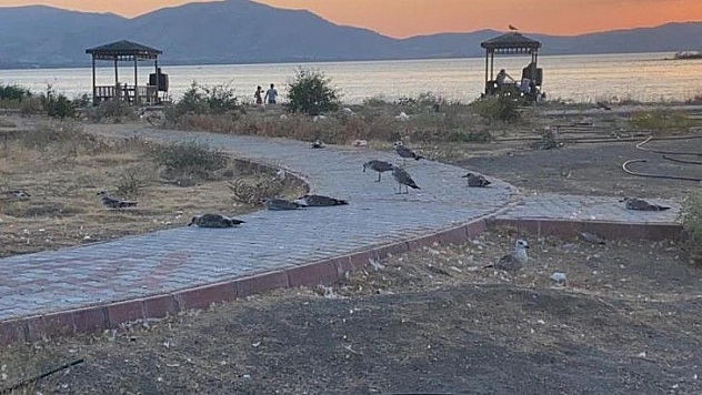 Elazığ'ın incisinde korkutan martı ölümleri