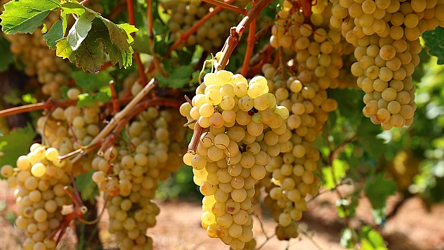 Elazığ'ın Kurtdere Köyü'nde rekor üzüm salkımı!
