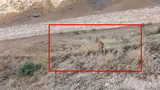 Elazığ'ın tarihi kalesinde dağ keçisi sürüsü görüntülendi
