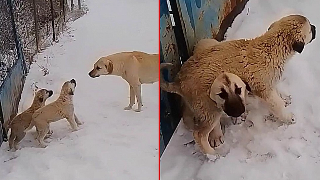 Elazığ'ın yavru köpekleri de kahraman!