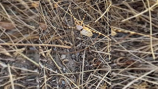 Elazığlılar dikkat! Dünyanın En zehirlisi bu kez Elazığ'da görüldü