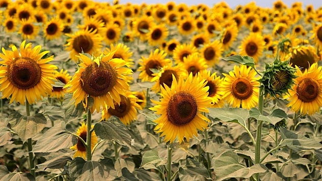 Elazığlılar müjde! Ayçiçek yağı fiyatları düşecek!