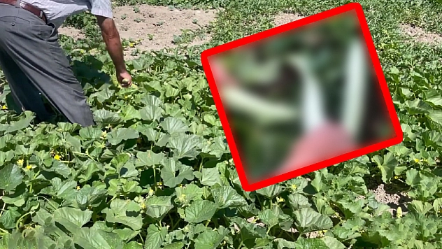 Elazığlıların hasretle beklediği lezzet pazarda yerin aldı: Fiyatı şaşırtıyor