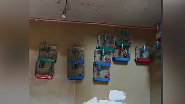 Evinde saka kuşu bulunan şahsa para cezası uygulandı