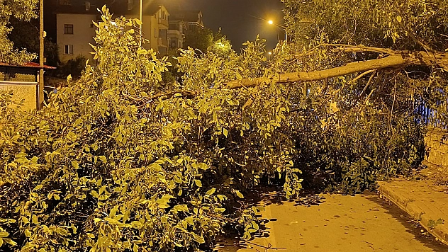 Facianın eşiğinden dönüldü! Ağacın dalları otomobilin üzerine devrildi
