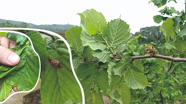 Fındık üreticileri ve arıcılar dikkat