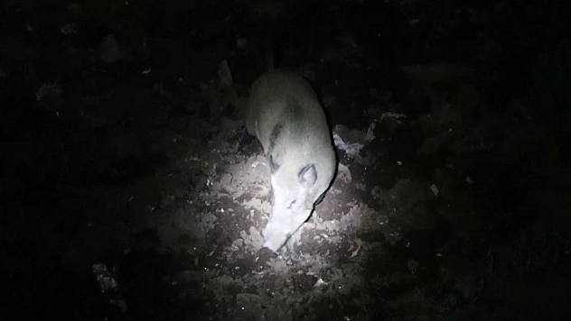 Gece kamerasında domuz ve ayı aynı anda görüntülendi