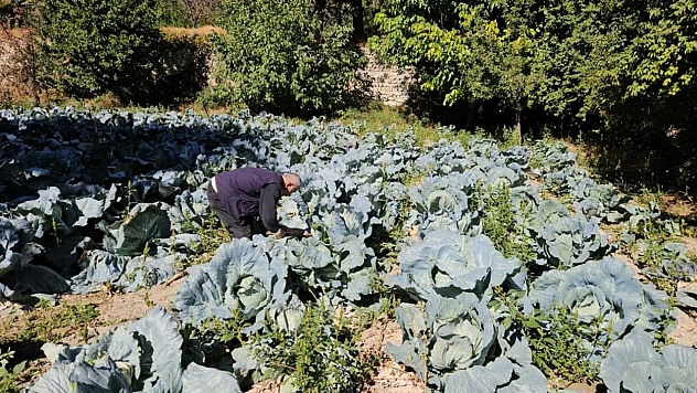 Gökyar lahanasında bereketli hasat zamanı