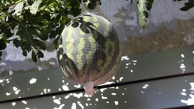 Görenler bir daha baktı, betonların arasında nasıl yetiştiğine anlam veremediler