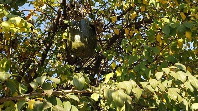 Görenler gözlerine inanamadı, 10 kiloluk kabak ağaçta yetişti