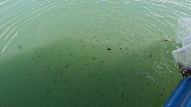 Göyne Barajına 200 bin yavru sazan balığı bırakıldı