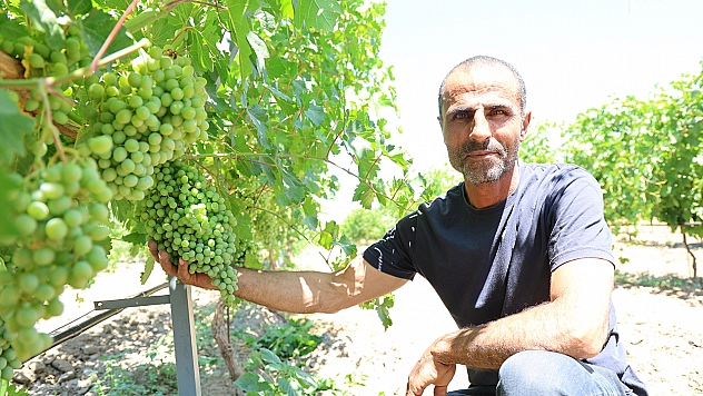 Gurbetten döndü, Elazığ'da 300 dönümü bağa dönüştürdü