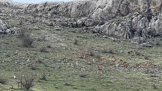 Harput Göllübağ'da Doğanın Zarif Konukları: Dağ Keçileri