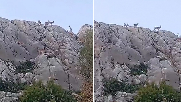 Harput'ta sürü halinde görüntülendiler!