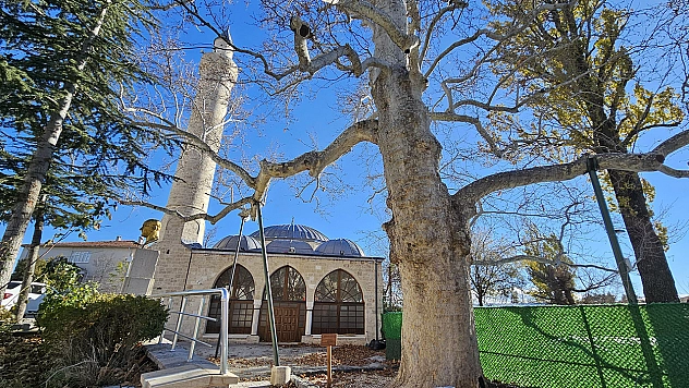 Harput'un 300 yıllık çınarı zamanın izlerini taşıyor