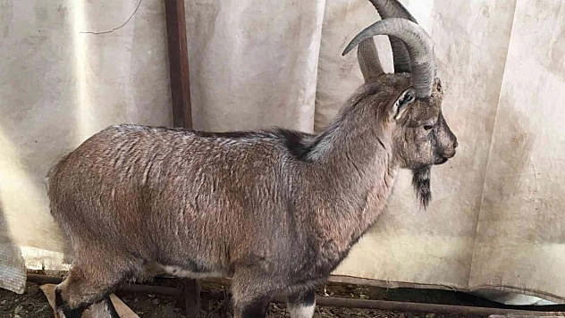 Hasta yaban keçileri tedavi edilip doğal ortamlarına bırakılıyor