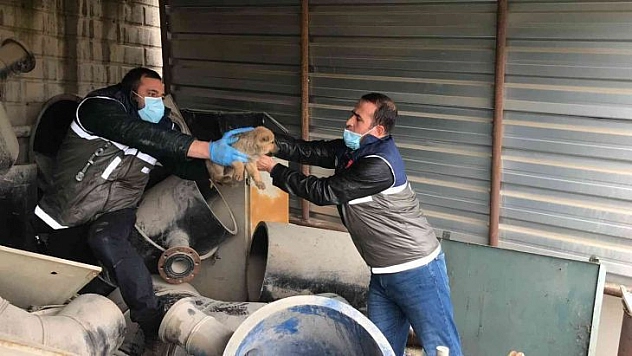 HAYDİ Ekipleri Yaralı Anne Köpek Ve Yavruları İçin Seferber Oldu