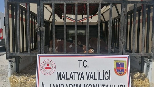 Hayvan hırsızları jandarmadan kaçamadı: 2 gözaltı