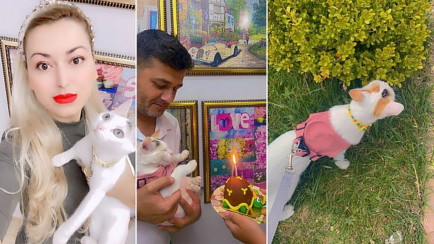 Hayvan Sahiplendirme Uygulaması Nedir?