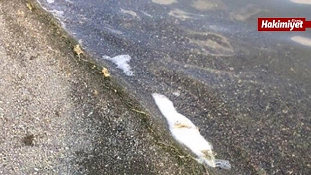 Hazar Gölünde Müsilaj Görüntüleri