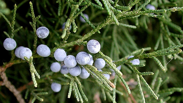 İçen Tansiyonu Defliyor! Bu Bitkideki Şifa İnanılmaz